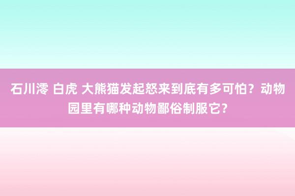 石川澪 白虎 大熊猫发起怒来到底有多可怕？动物园里有哪种动物鄙俗制服它？