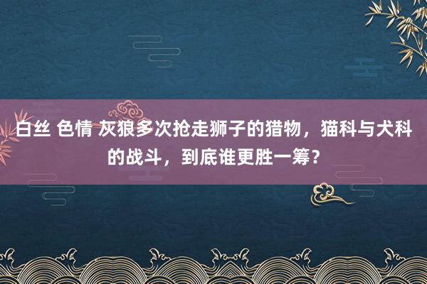 白丝 色情 灰狼多次抢走狮子的猎物，猫科与犬科的战斗，到底谁更胜一筹？