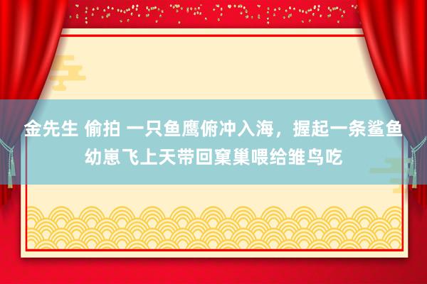 金先生 偷拍 一只鱼鹰俯冲入海，握起一条鲨鱼幼崽飞上天带回窠巢喂给雏鸟吃