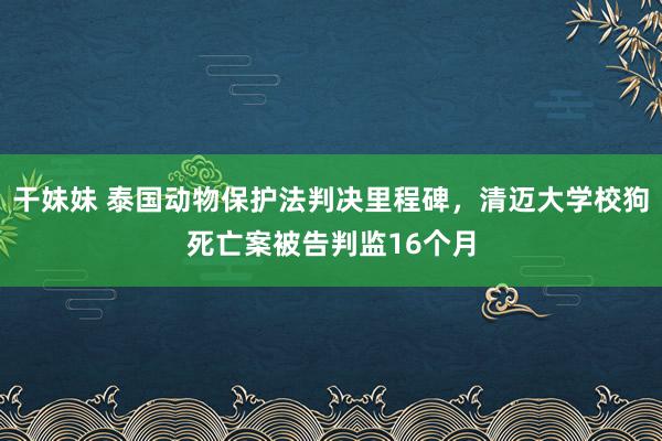 干妹妹 泰国动物保护法判决里程碑，清迈大学校狗死亡案被告判监16个月